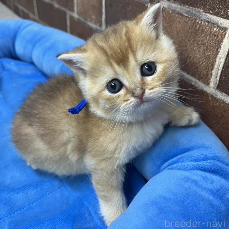 販売中の東京都のブリティッシュショートヘア-135890の12枚目