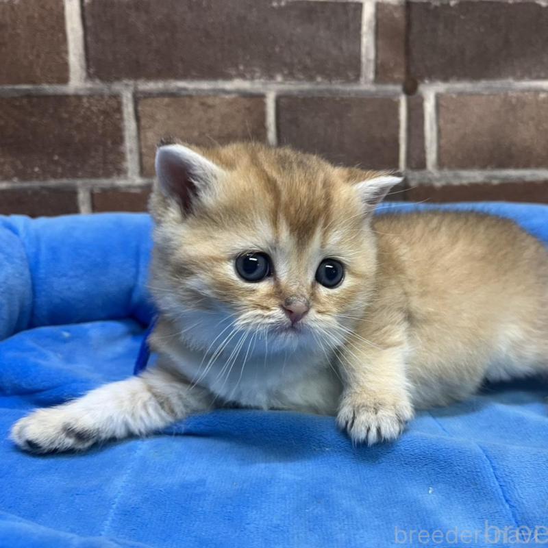 販売中の東京都のブリティッシュショートヘア-135890の11枚目