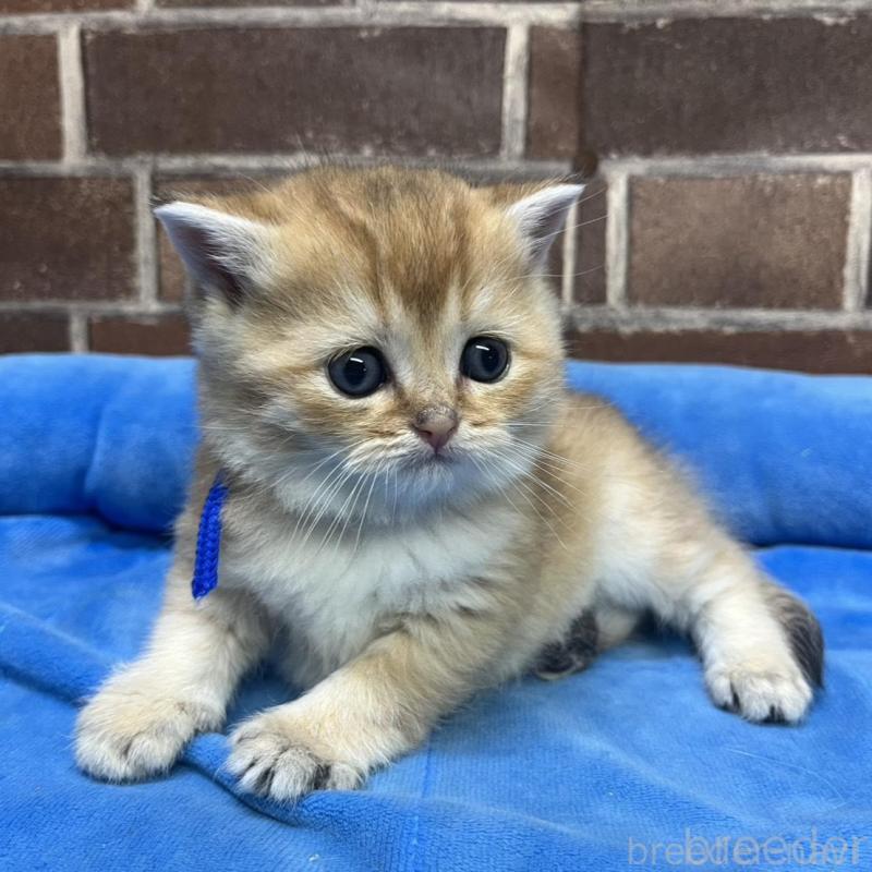 販売中の東京都のブリティッシュショートヘア-135890の10枚目