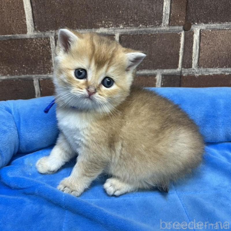 販売中の東京都のブリティッシュショートヘア-135890の9枚目