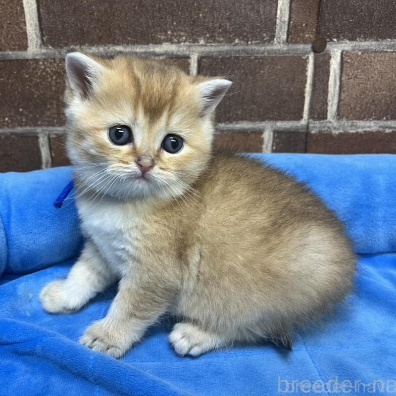 販売中の東京都のブリティッシュショートヘア-135890の8枚目