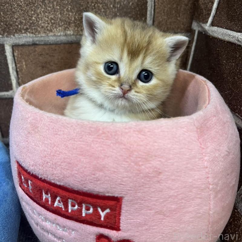 販売中の東京都のブリティッシュショートヘア-135890の7枚目