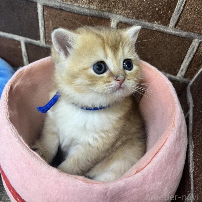 販売中の東京都のブリティッシュショートヘア-135890の6枚目