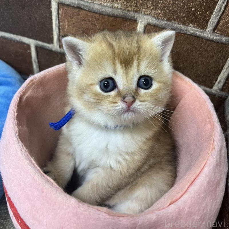 販売中の東京都のブリティッシュショートヘア-135890の5枚目