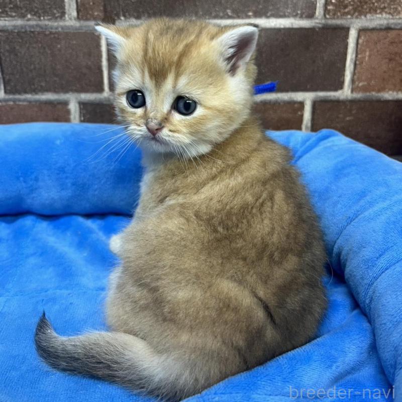 販売中の東京都のブリティッシュショートヘア-135890の4枚目