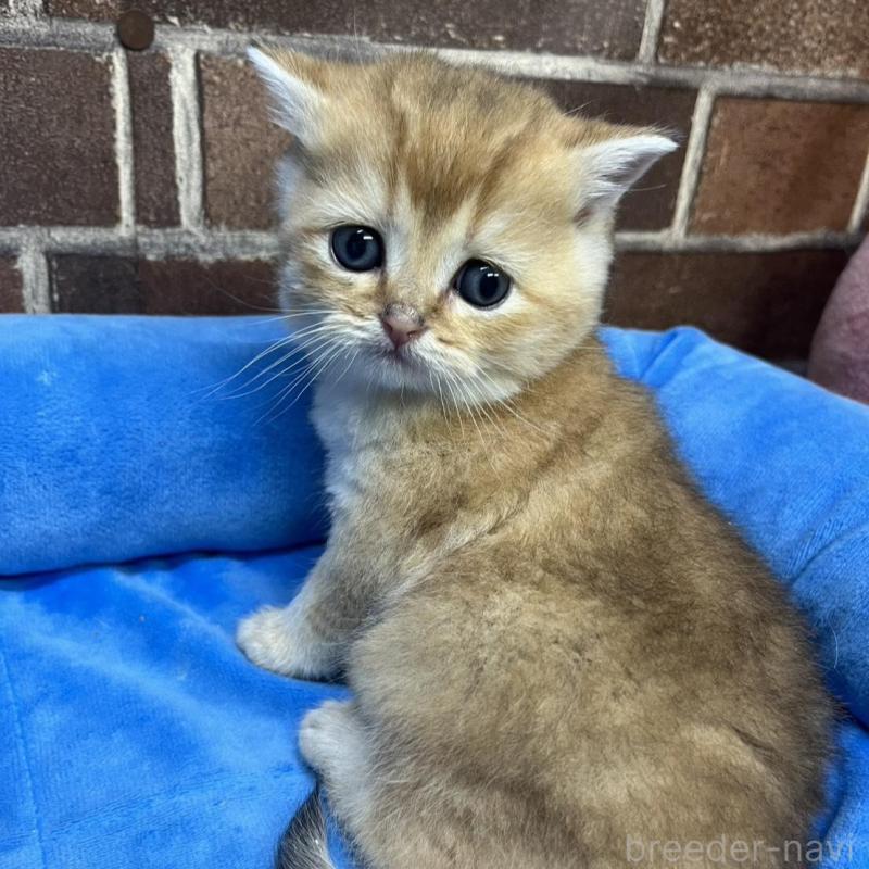 販売中の東京都のブリティッシュショートヘア-135890の3枚目