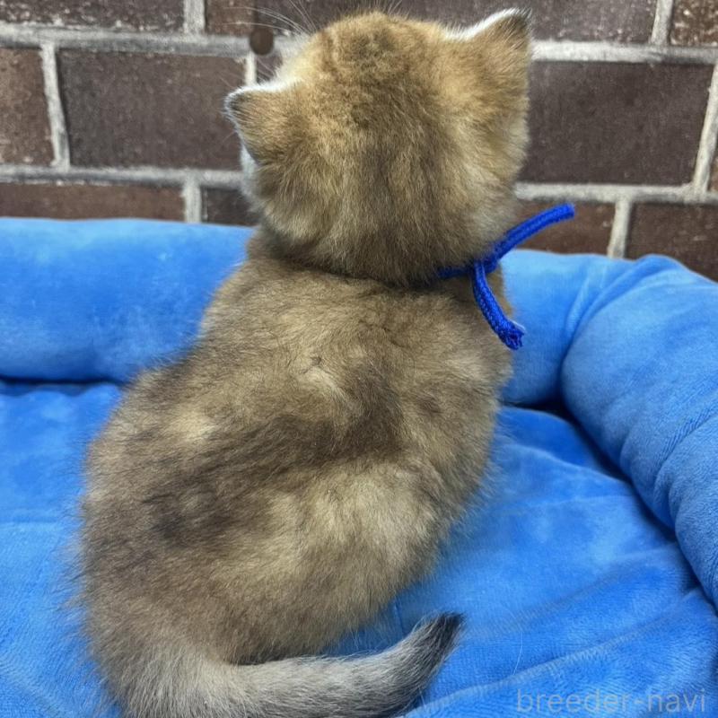 販売中の東京都のブリティッシュショートヘア-135890の2枚目