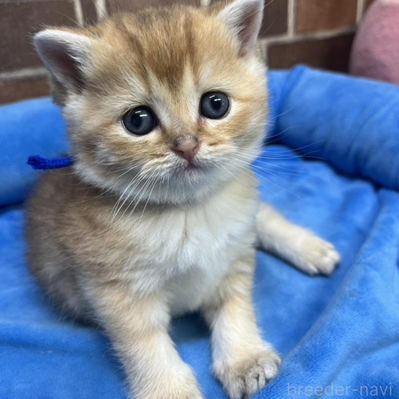 販売中の東京都のブリティッシュショートヘア-135890