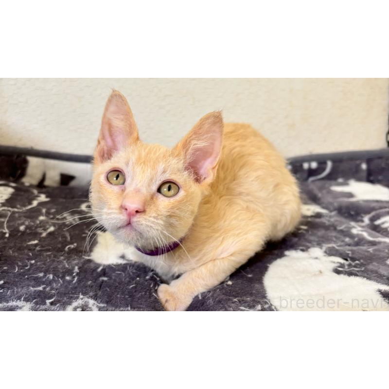 販売中の福岡県のラパーマ-130404の5枚目