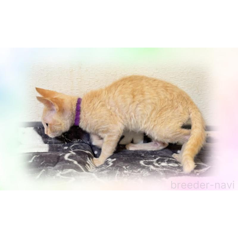 販売中の福岡県のラパーマ-130404の3枚目