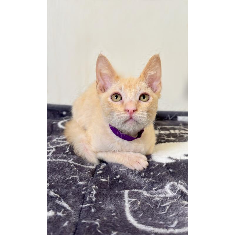 販売中の福岡県のラパーマ-130404の2枚目