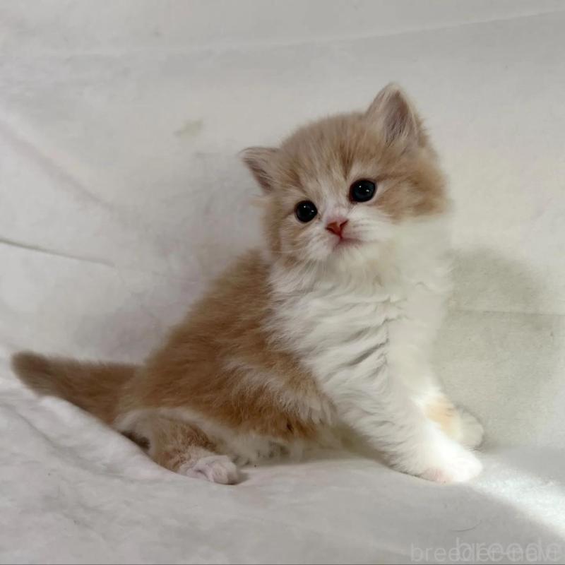 販売中の茨城県のスコティッシュフォールド-135891の7枚目