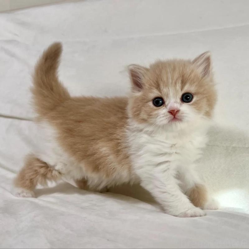 販売中の茨城県のスコティッシュフォールド-135891の6枚目