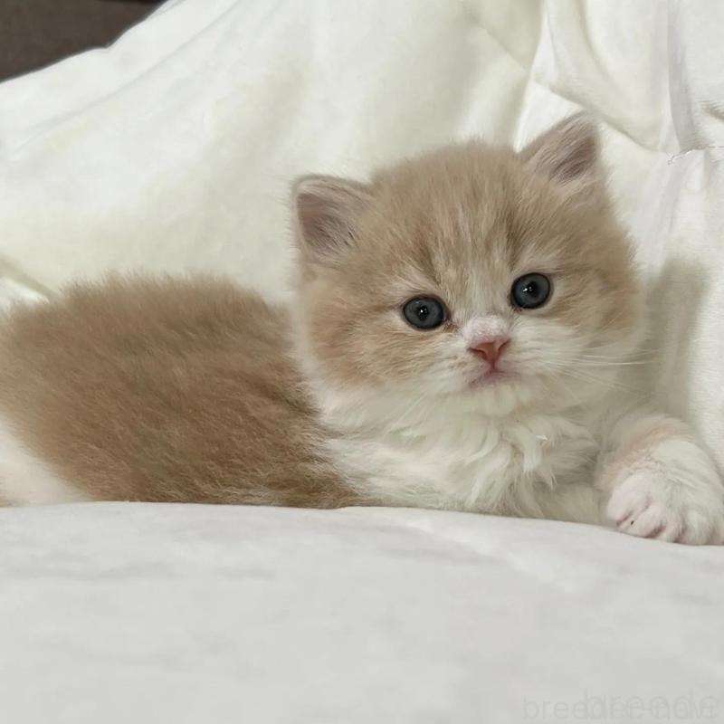 販売中の茨城県のスコティッシュフォールド-135891の5枚目