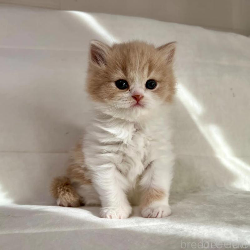 販売中の茨城県のスコティッシュフォールド-135891の4枚目