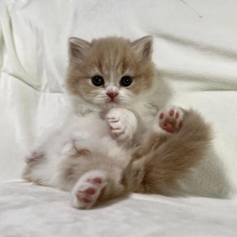 販売中の茨城県のスコティッシュフォールド-135891の3枚目