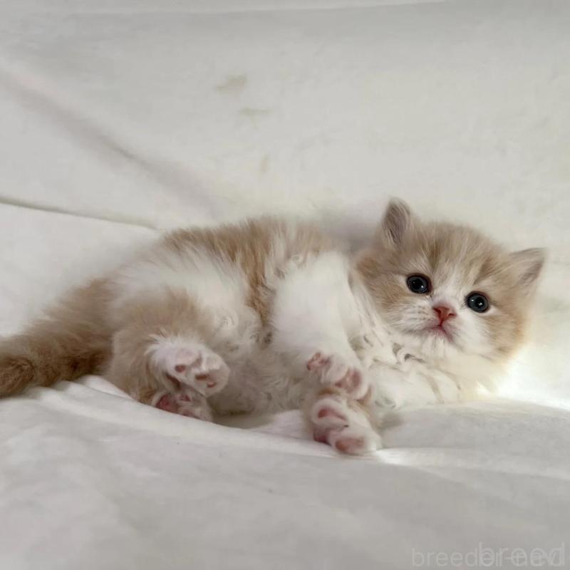 販売中の茨城県のスコティッシュフォールド-135891の2枚目