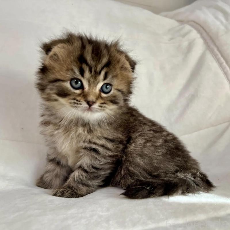 販売中の茨城県のスコティッシュフォールド(折れ耳)-135892