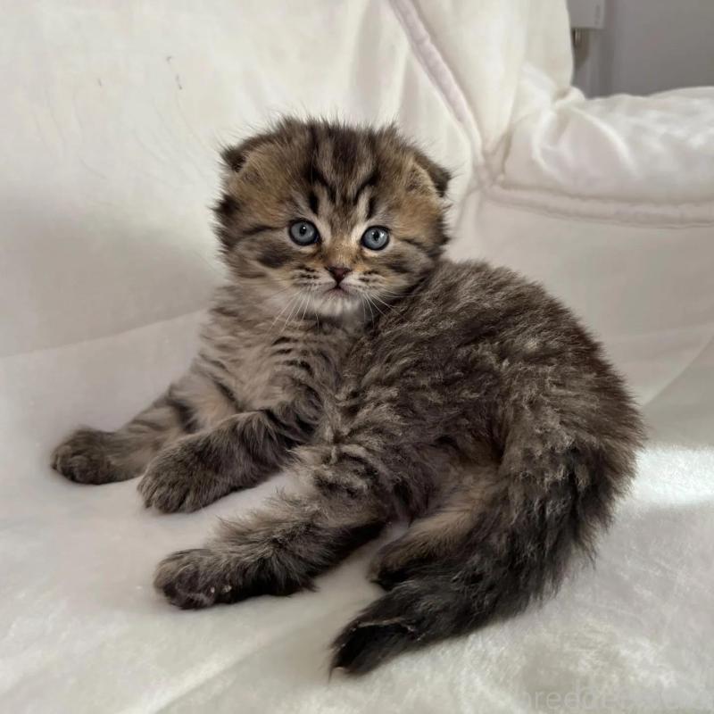 販売中の茨城県のスコティッシュフォールド(折れ耳)-135892の5枚目