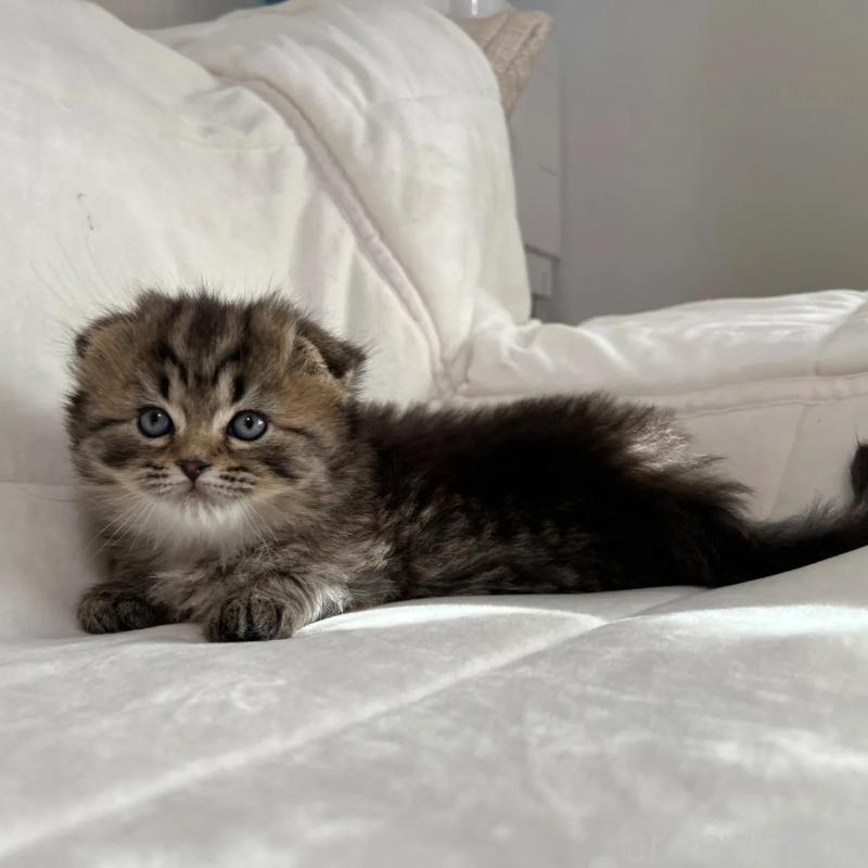 販売中の茨城県のスコティッシュフォールド(折れ耳)-135892の4枚目