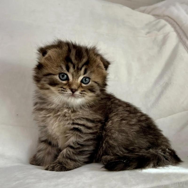 販売中の茨城県のスコティッシュフォールド(折れ耳)-135892の3枚目