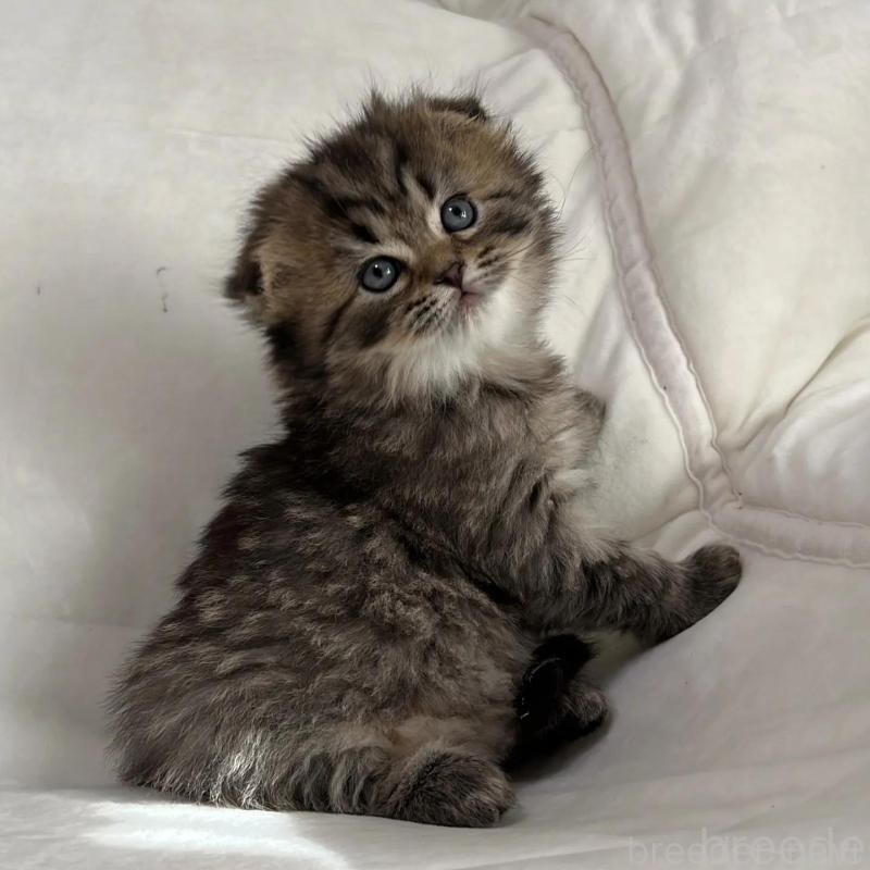 販売中の茨城県のスコティッシュフォールド(折れ耳)-135892の2枚目