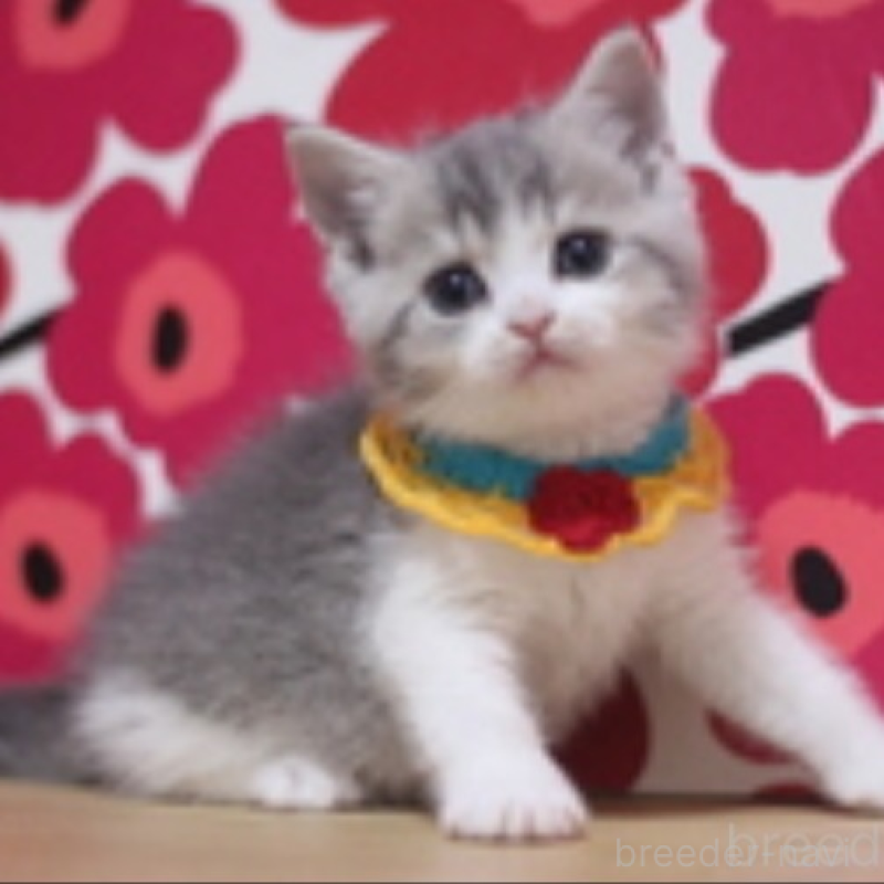 販売中の東京都のスコティッシュフォールド-135893の4枚目