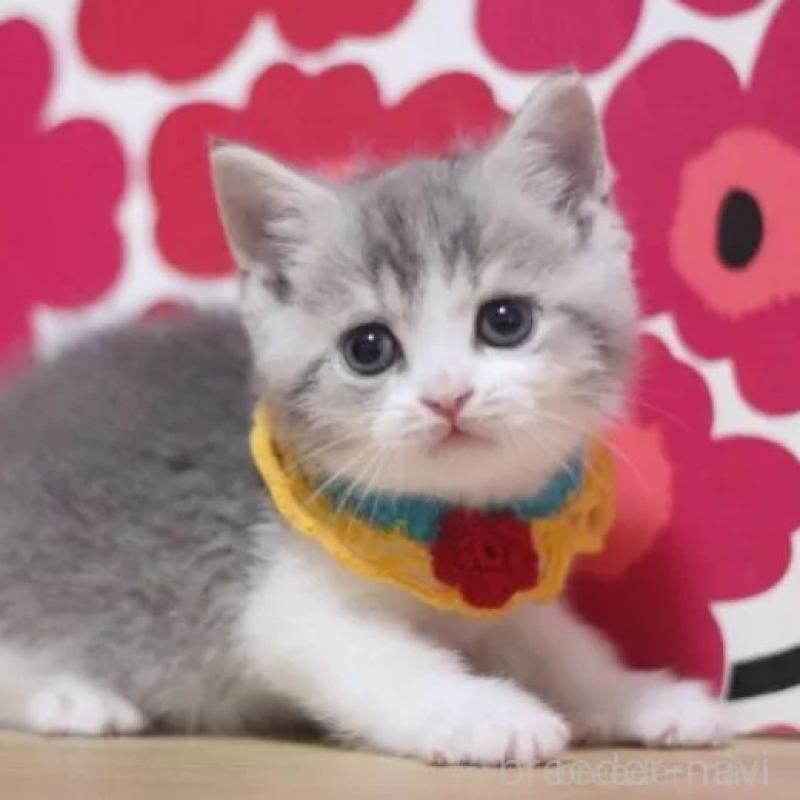 販売中の東京都のスコティッシュフォールド-135893の3枚目