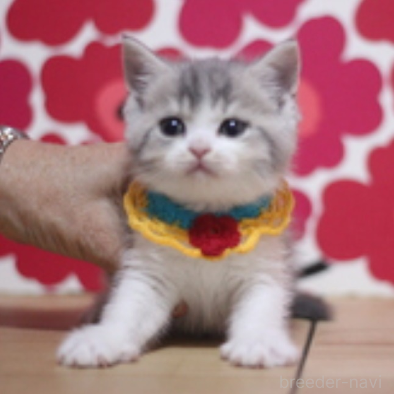 販売中の東京都のスコティッシュフォールド-135893の2枚目