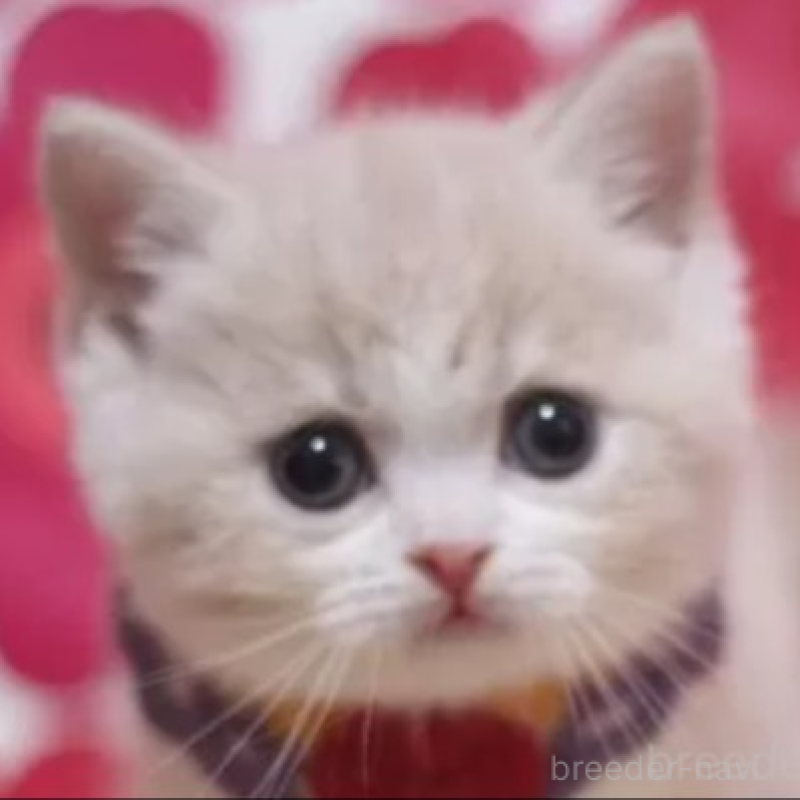 販売中の東京都のスコティッシュフォールド-135894の3枚目