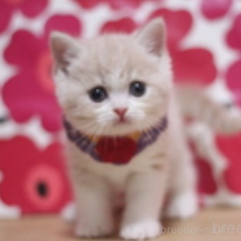 販売中の東京都のスコティッシュフォールド-135894の2枚目