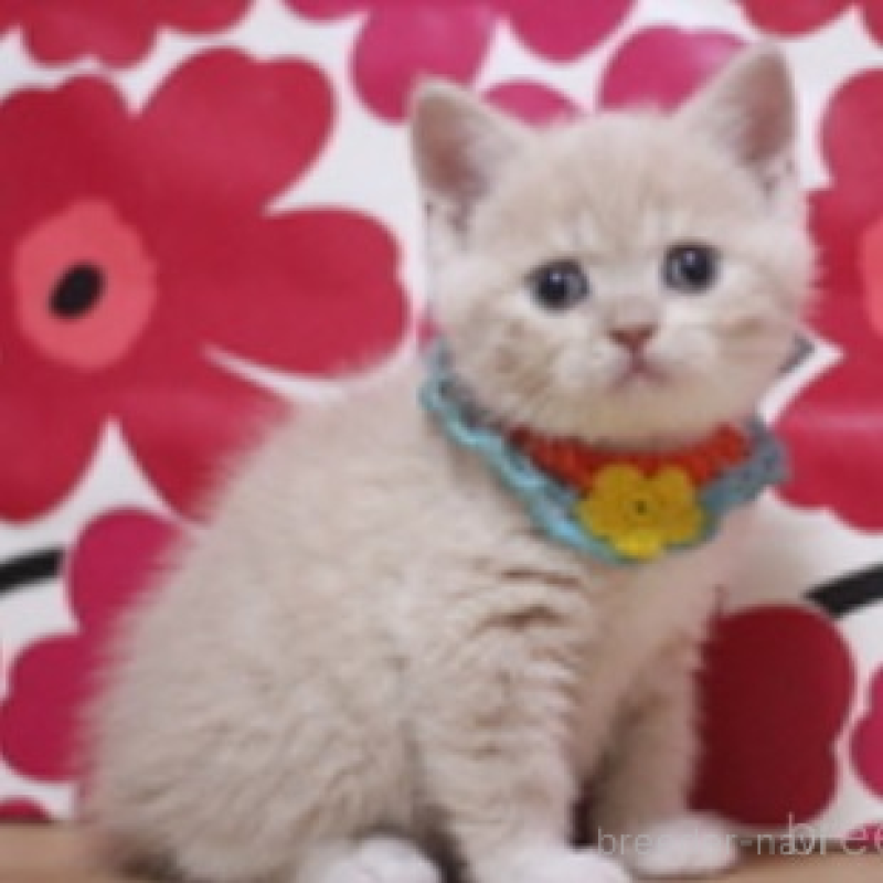 販売中の東京都のスコティッシュフォールド-135895の3枚目