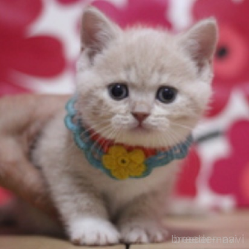 販売中の東京都のスコティッシュフォールド-135895の2枚目