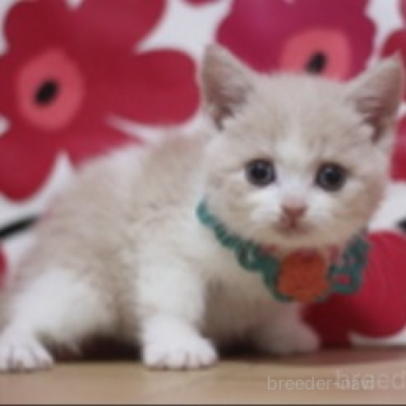 販売中の東京都のスコティッシュフォールド-135896の2枚目