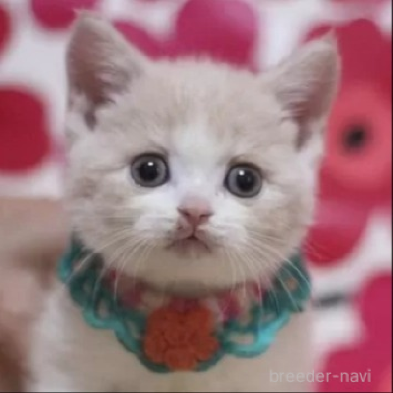 販売中の東京都のスコティッシュフォールド-135896