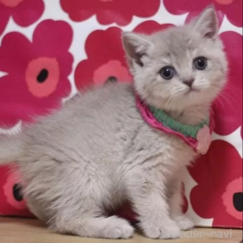 販売中の東京都のブリティッシュショートヘア-135897の2枚目