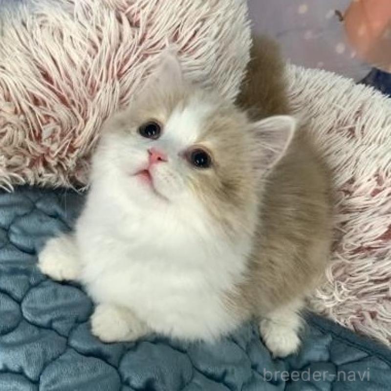 販売中の大阪府のマンチカン(短足)-135898の5枚目