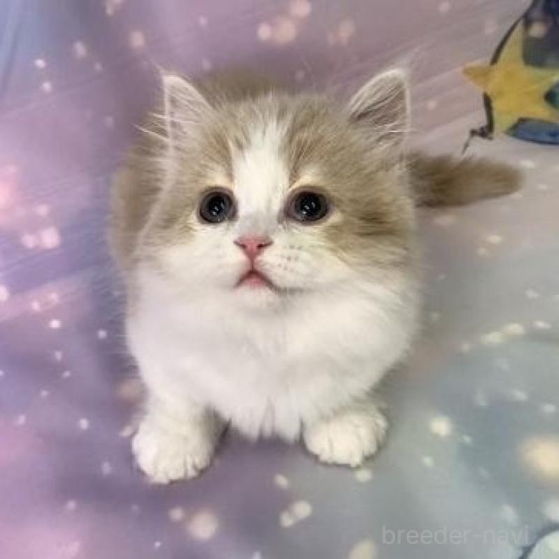 販売中の大阪府のマンチカン(短足)-135898の4枚目