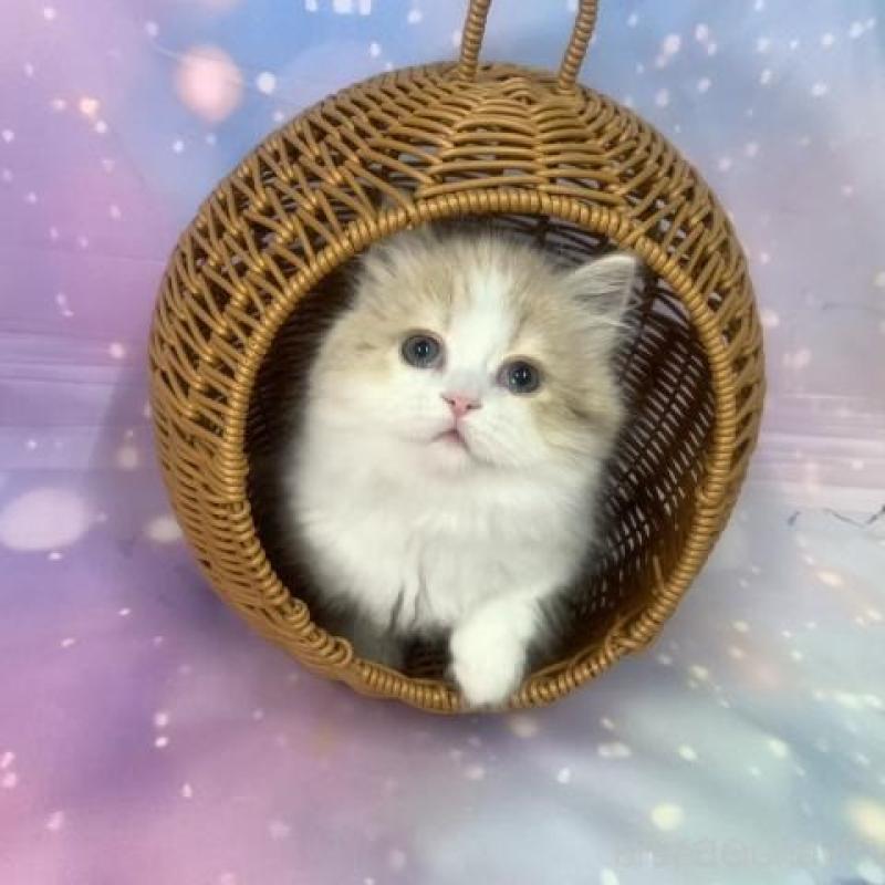 販売中の大阪府のマンチカン(短足)-135898の3枚目