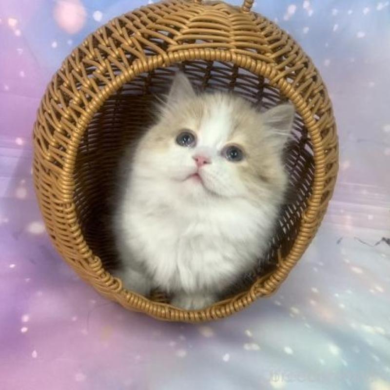 販売中の大阪府のマンチカン(短足)-135898の2枚目