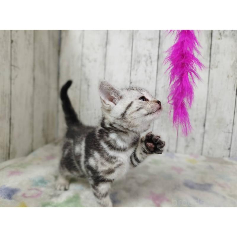 販売中の三重県のアメリカンショートヘア-134911の5枚目