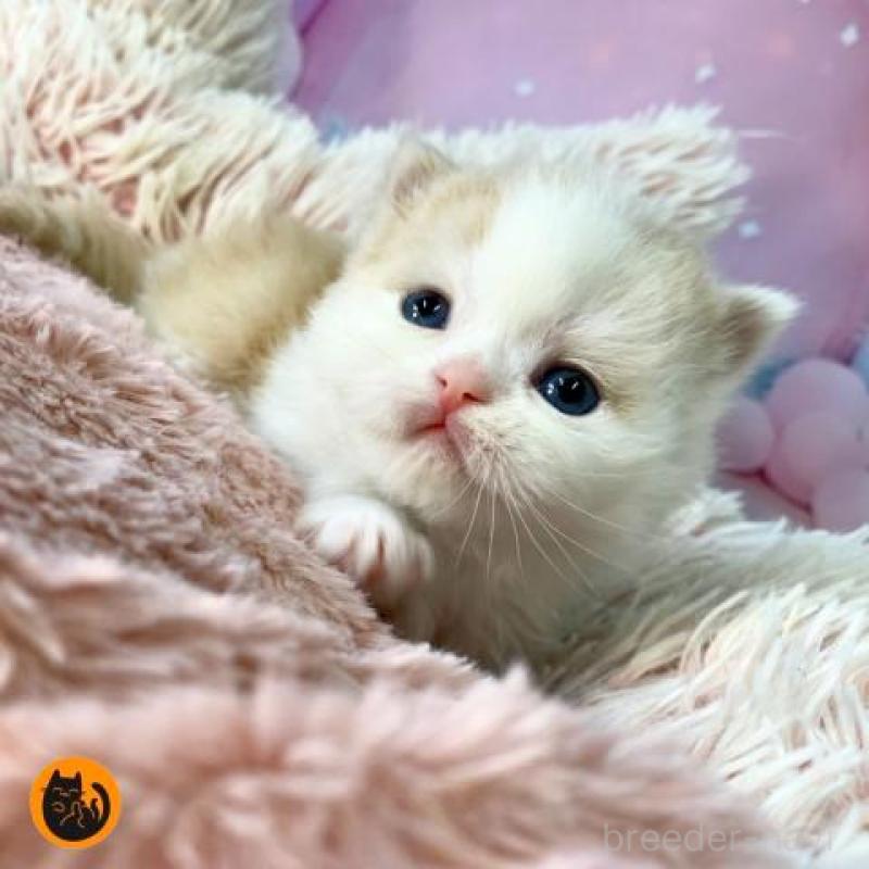 販売中の大阪府のミヌエット-135899