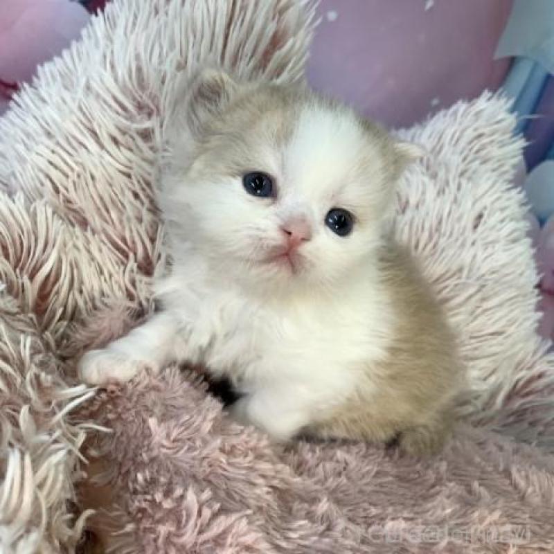 販売中の大阪府のミヌエット-135899の6枚目