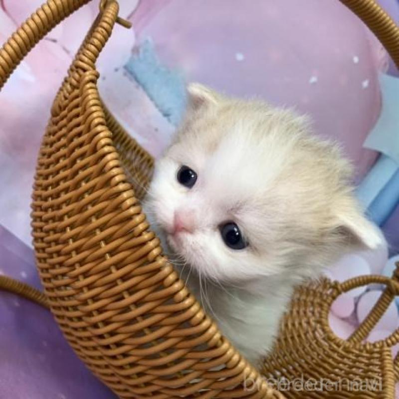 販売中の大阪府のミヌエット-135899の5枚目