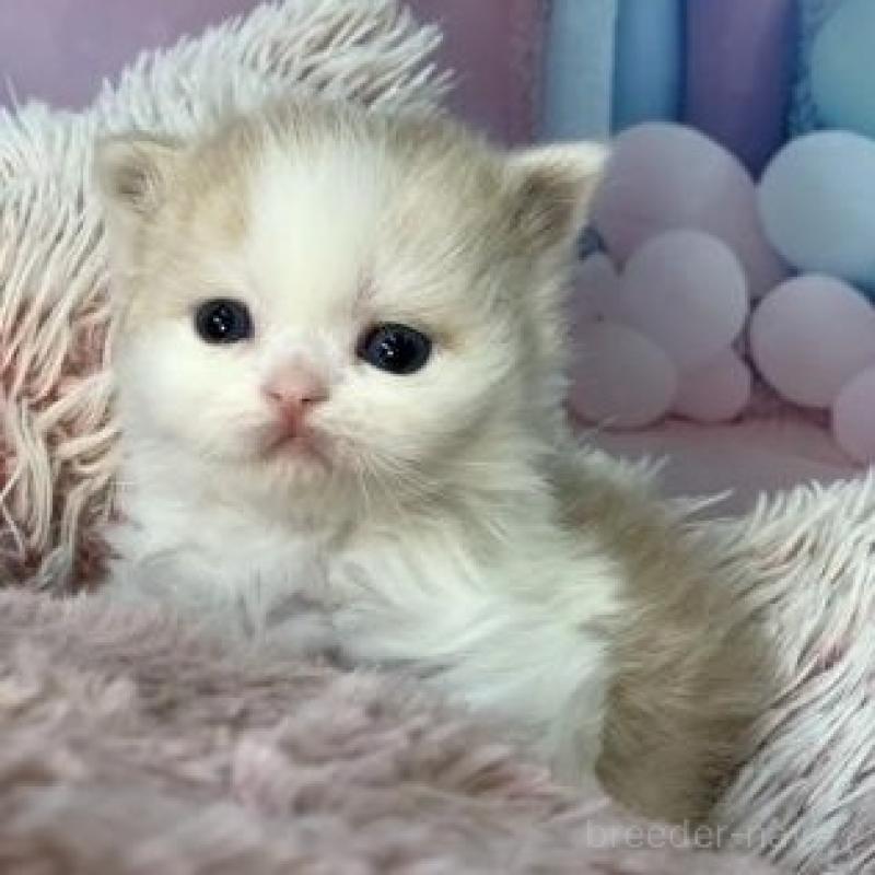 販売中の大阪府のミヌエット-135899の4枚目