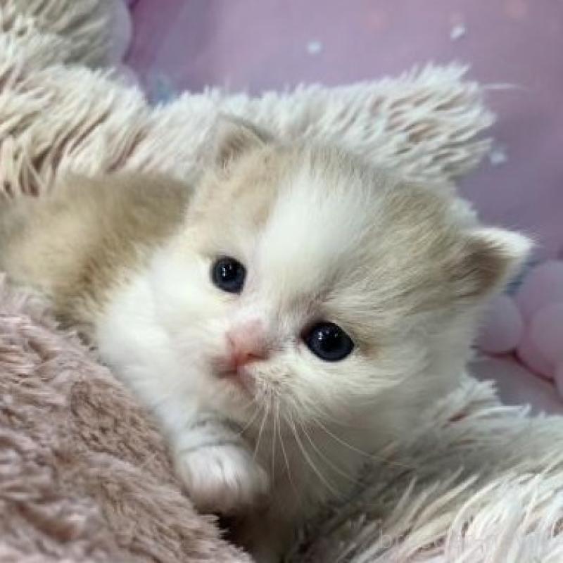 販売中の大阪府のミヌエット-135899の3枚目