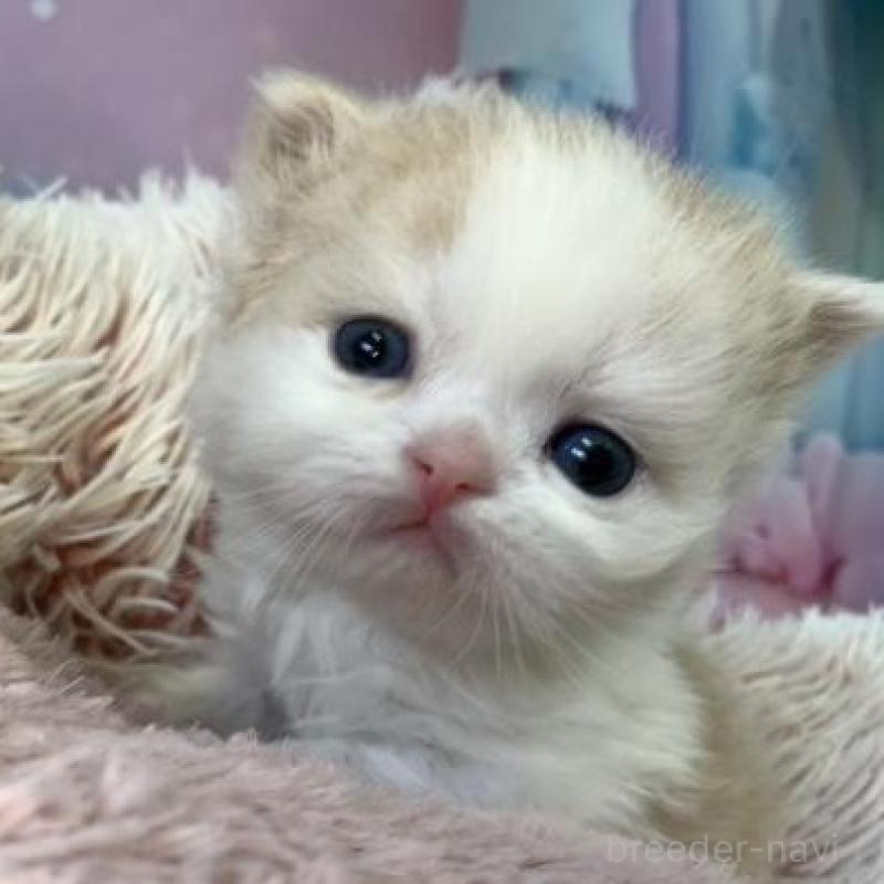 販売中の大阪府のミヌエット-135899の2枚目