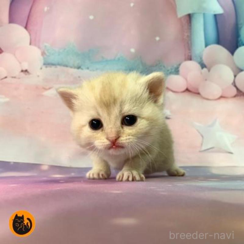 販売中の大阪府のスコティッシュフォールド-135900