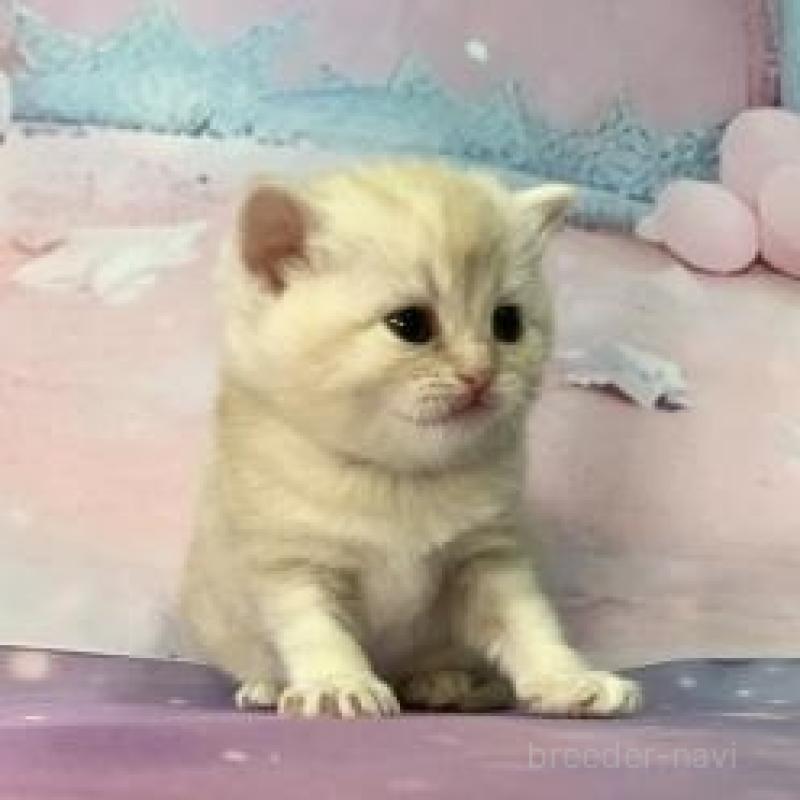 販売中の大阪府のスコティッシュフォールド-135900の6枚目