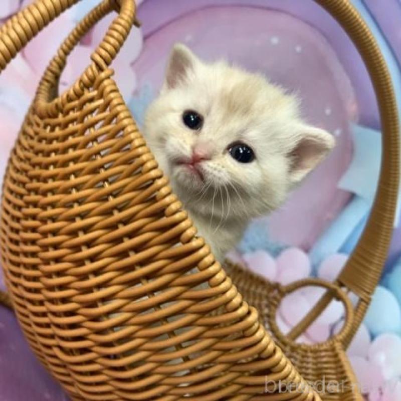 販売中の大阪府のスコティッシュフォールド-135900の5枚目